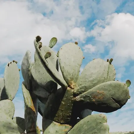 Alojamento de Acomodação e Pequeno-almoço Masseria Paralupi Lecce